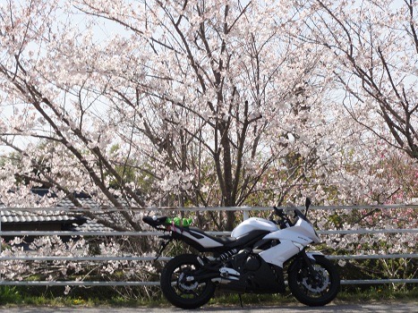 桜とER6f